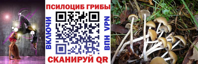 наркошоп  Ачхой-Мартан  Галлюциногенные грибы прущие грибы 